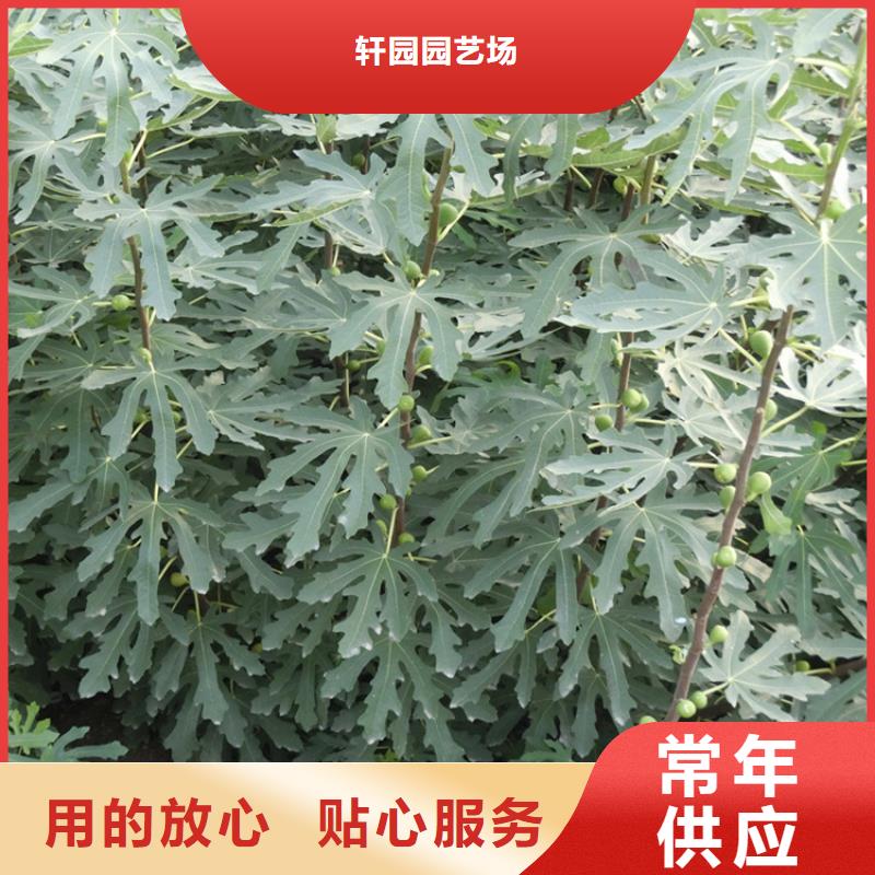 【無花果】嘎啦蘋果工廠現貨供應