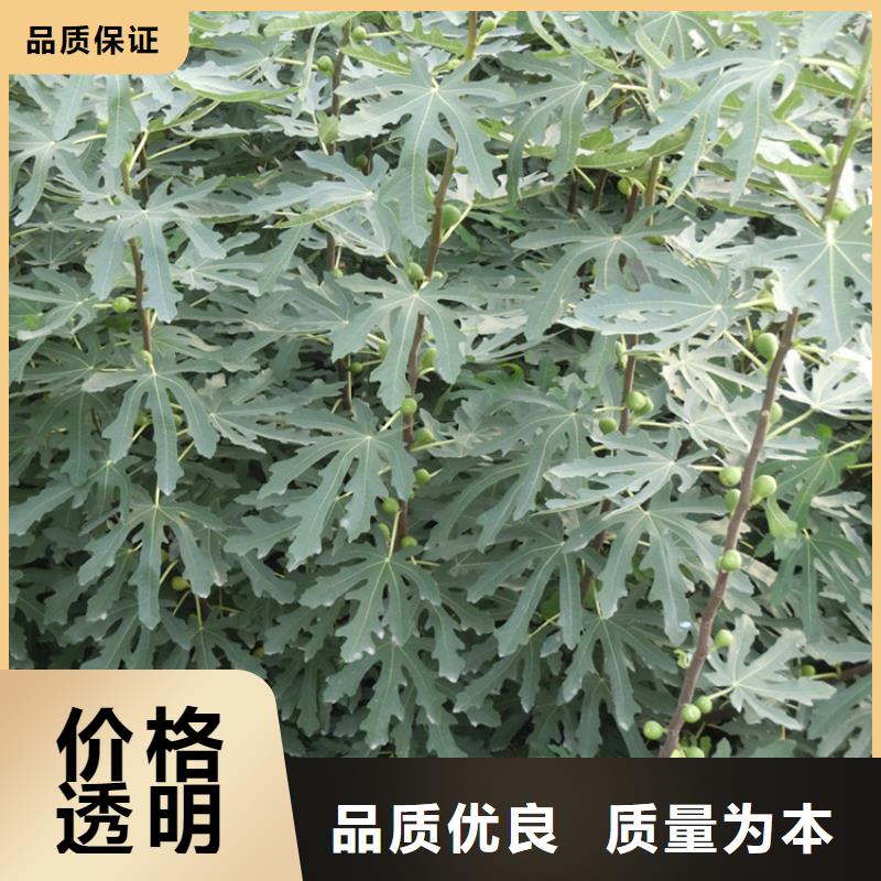 无花果蓝莓苗放心得选择