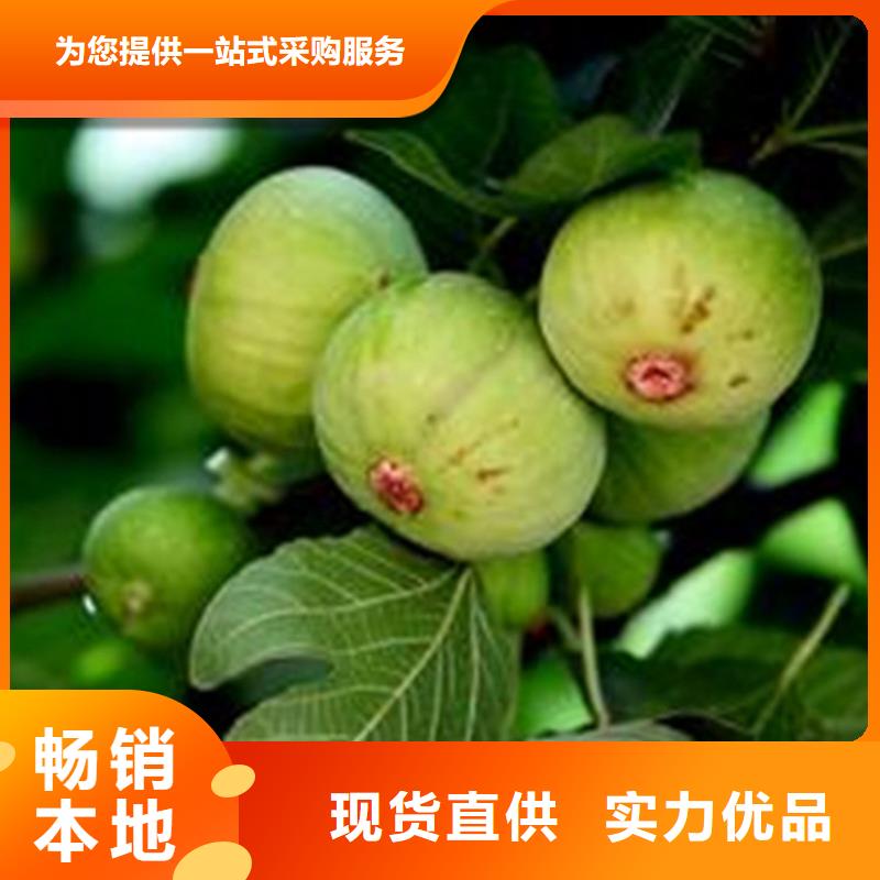 无花果蓝莓苗放心得选择