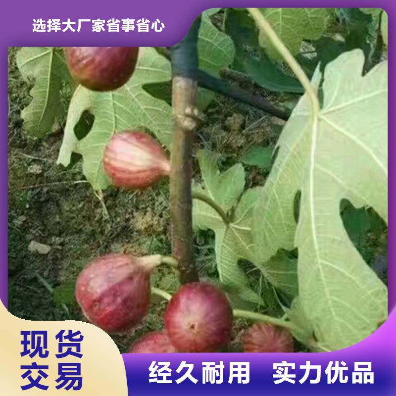 无花果,【苹果苗】一站式厂家