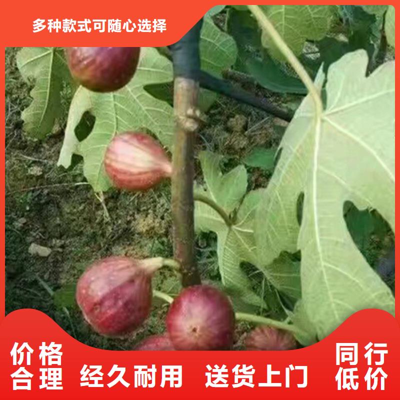 无花果,【苹果苗】让客户买的放心