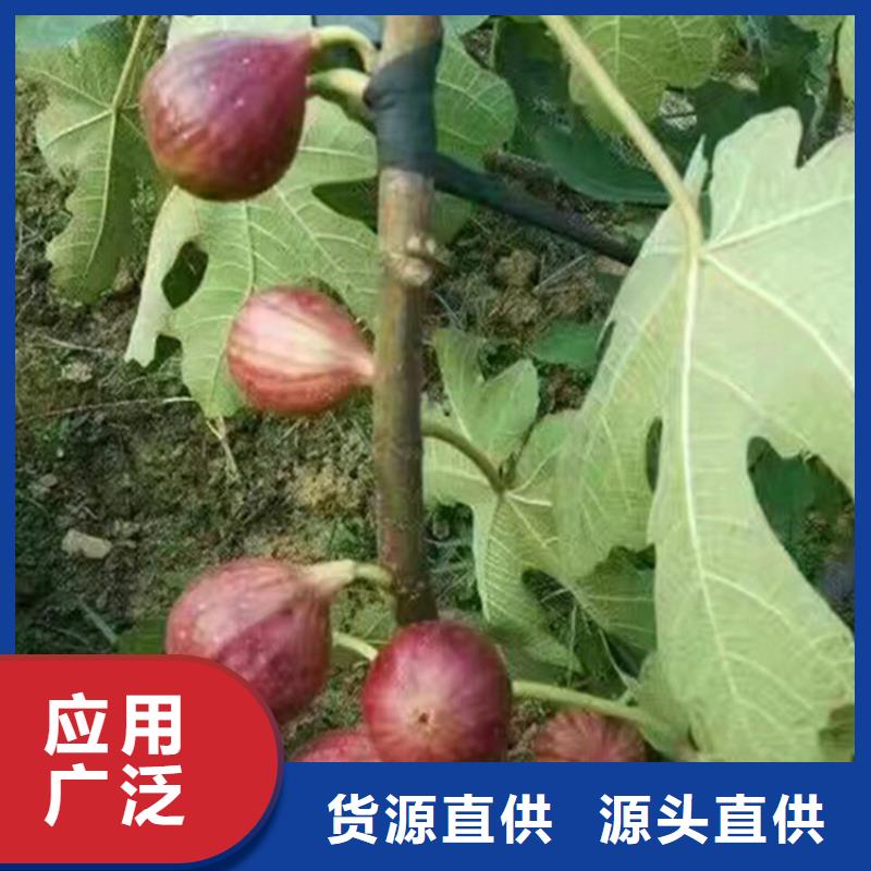 无花果蓝莓苗放心得选择