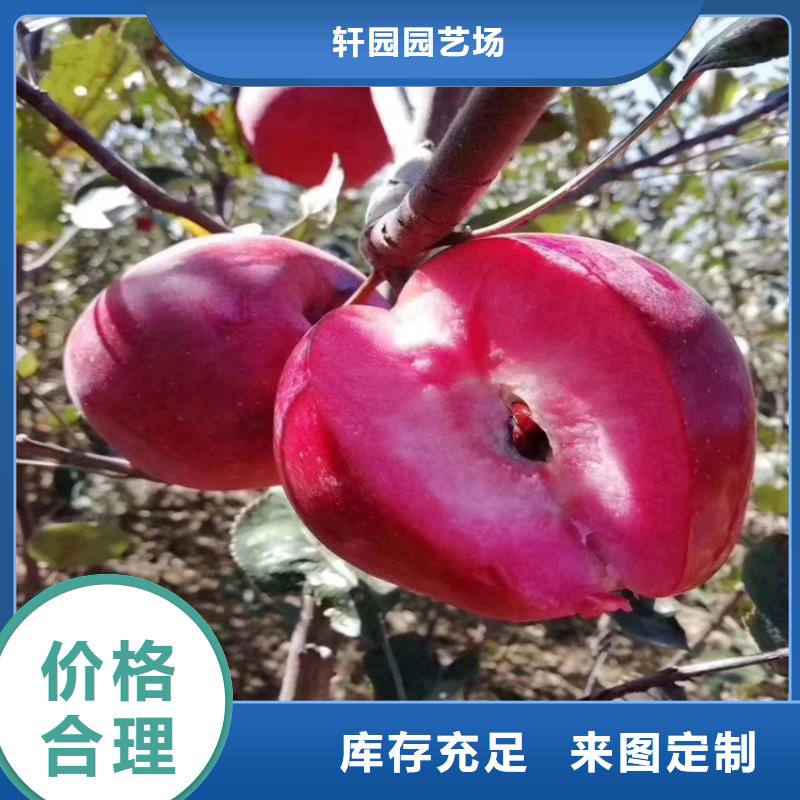 蘋果桃樹苗一致好評(píng)產(chǎn)品