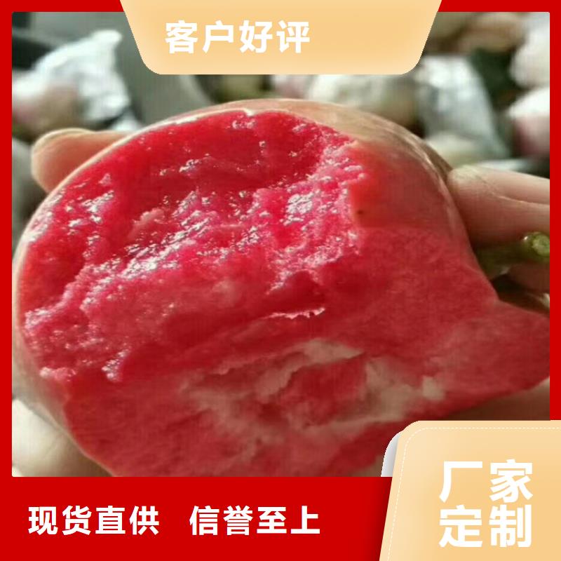 苹果,樱桃苗海量库存