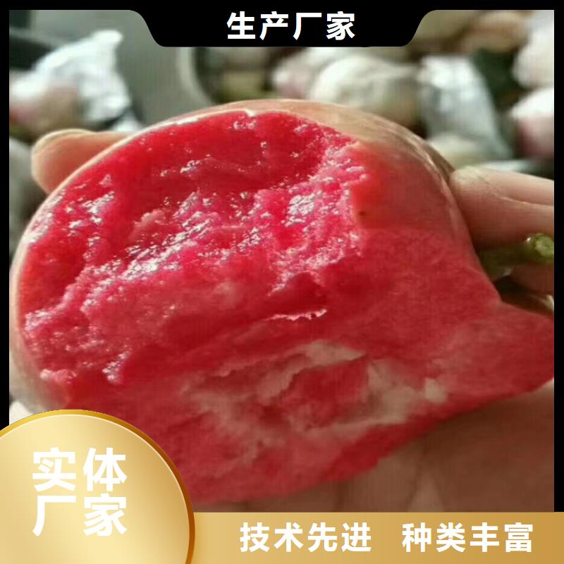 蘋果梨樹苗品質有保障