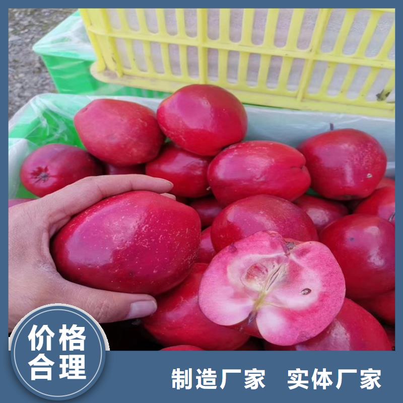 蘋果,西瓜苗用品質(zhì)贏得客戶信賴