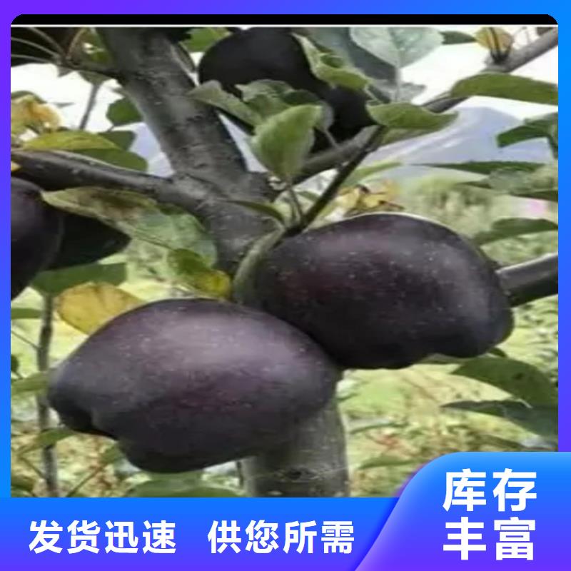 【蘋果櫻桃苗海量貨源】