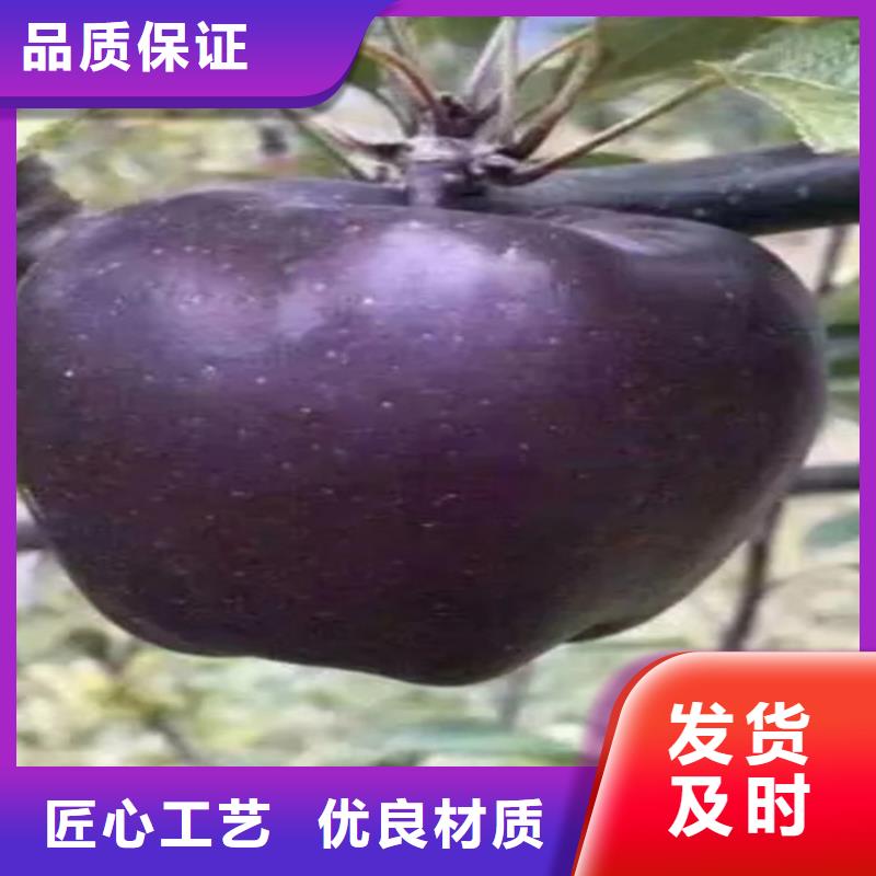 蘋果,板栗苗款式多樣