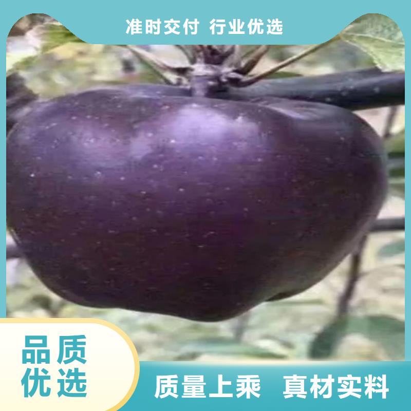 蘋果【櫻桃苗】質(zhì)保一年