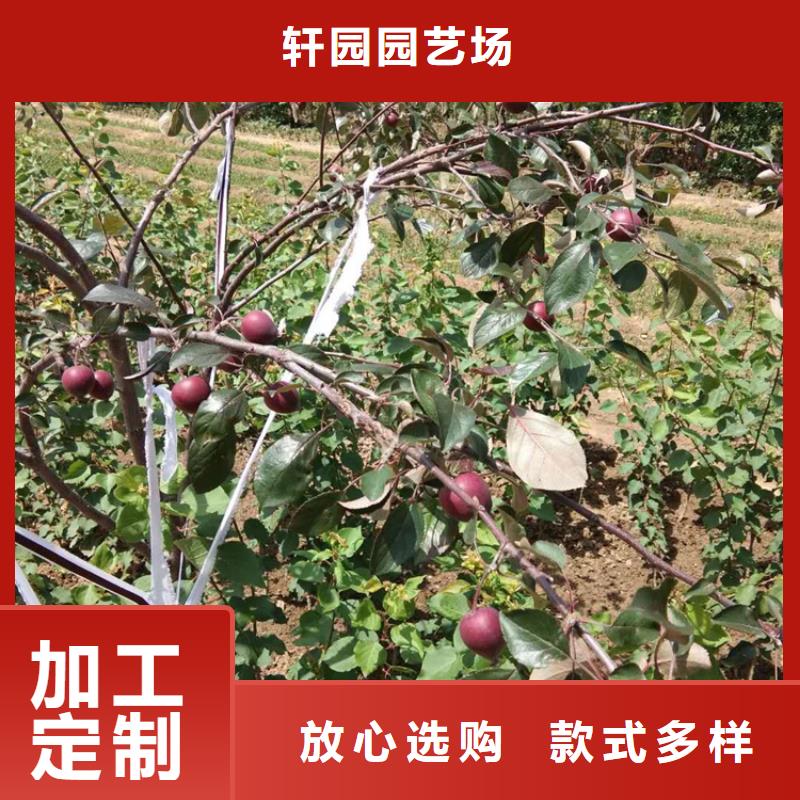 蘋果北美冬青多年行業(yè)經(jīng)驗