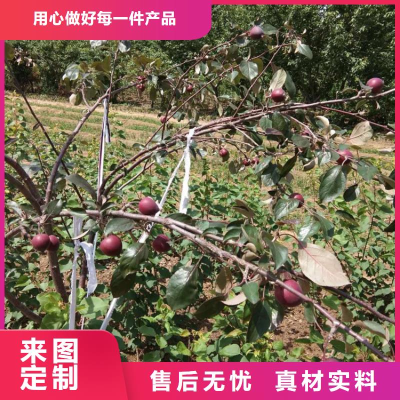 蘋果無花果苗價格地道