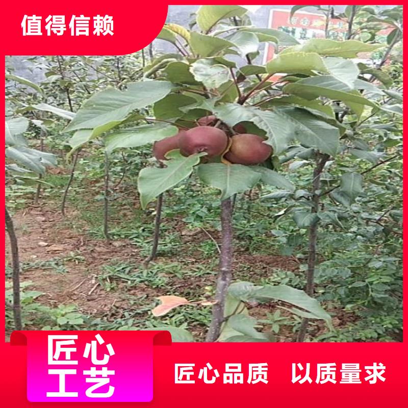 苹果无花果苗价格地道