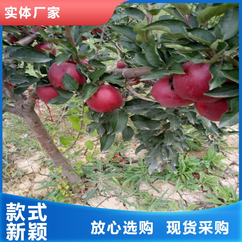 蘋(píng)果桃樹(shù)苗源頭廠商