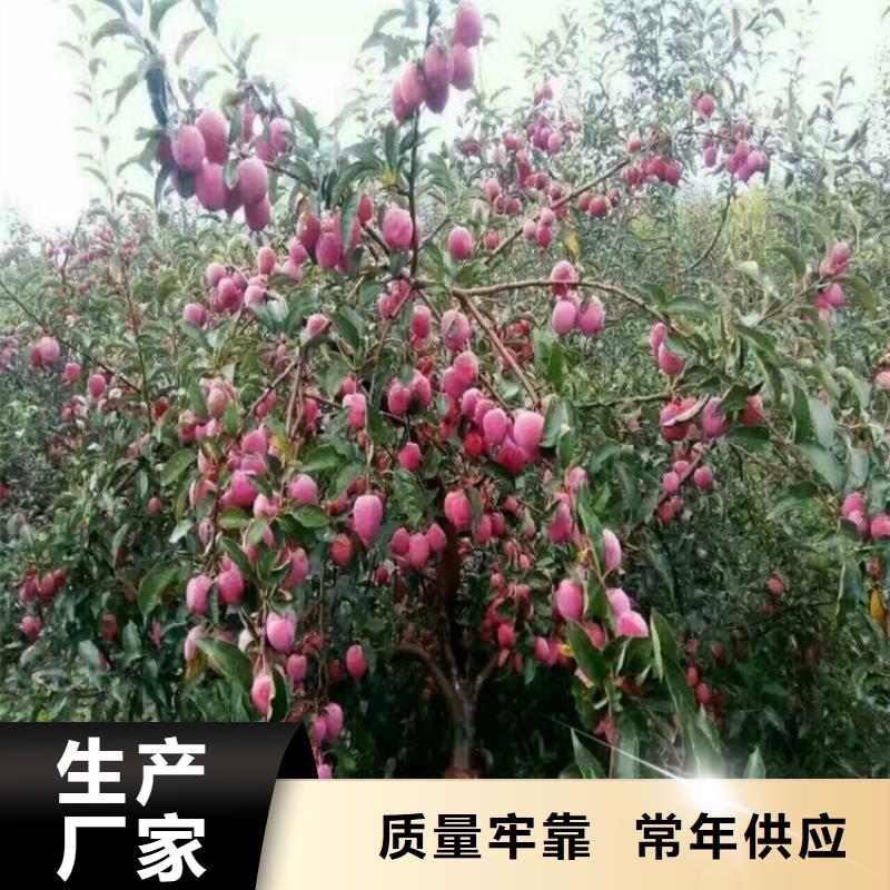 【苹果樱桃苗海量货源】