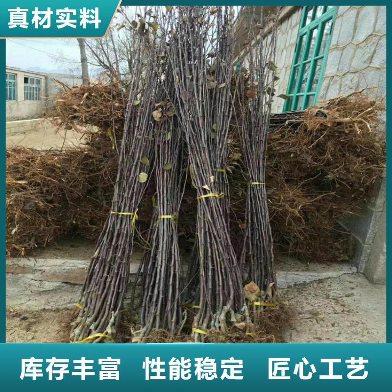 蘋果藍莓苗定制速度快工期短