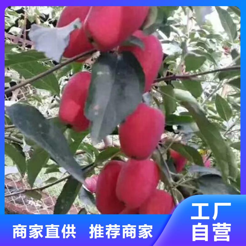 【蘋果櫻桃苗廠家直銷】