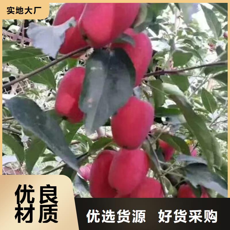 蘋果桃樹苗來圖加工定制