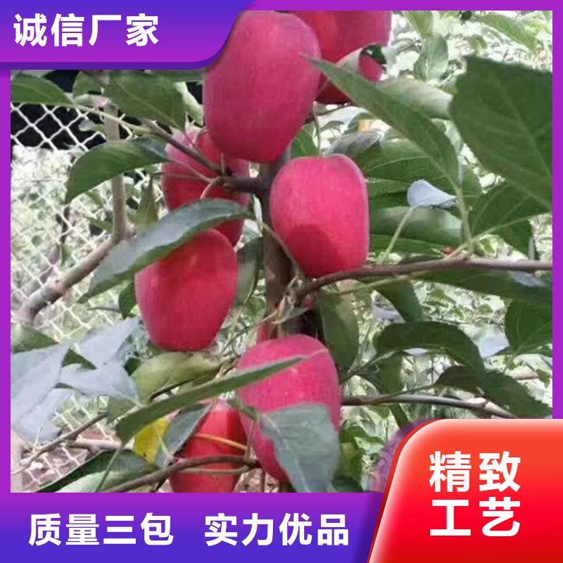【蘋果櫻桃苗海量貨源】