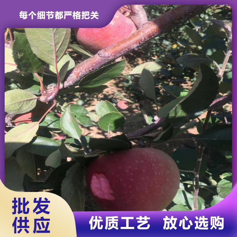 【蘋果無花果苗主推產品】