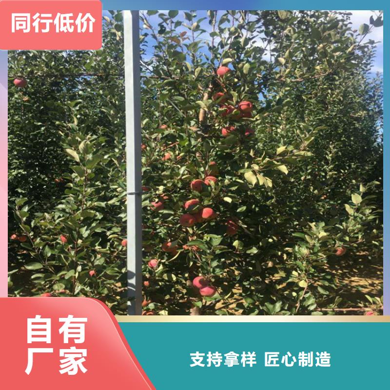 蘋果_蘋果苗經銷商