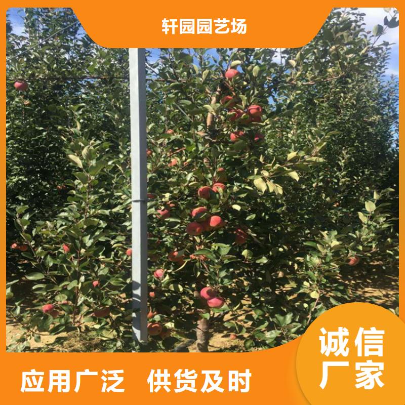 蘋果奶油草莓細(xì)節(jié)展示