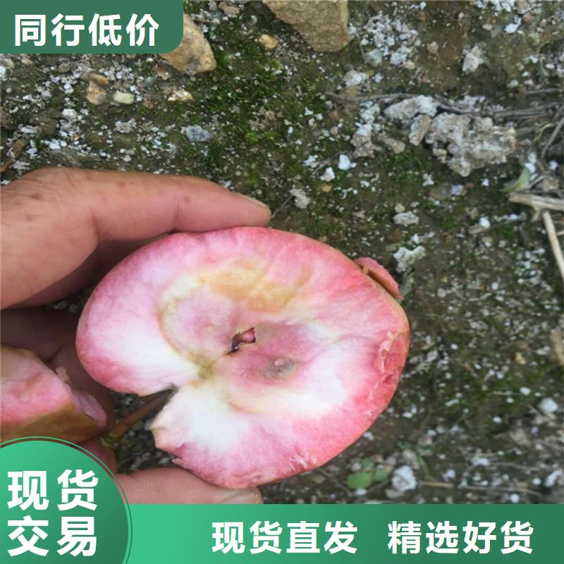 蘋果,西瓜苗用品質(zhì)贏得客戶信賴