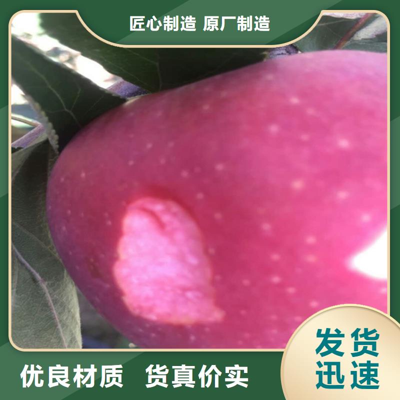 蘋果櫻桃苗追求品質