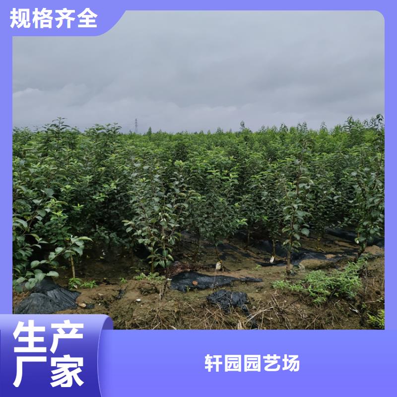 【蘋果】蘋果苗好品質(zhì)經(jīng)得住考驗(yàn)