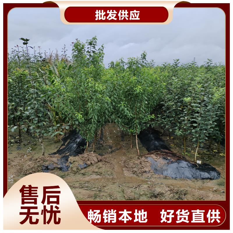 蘋果,西瓜苗用品質(zhì)贏得客戶信賴