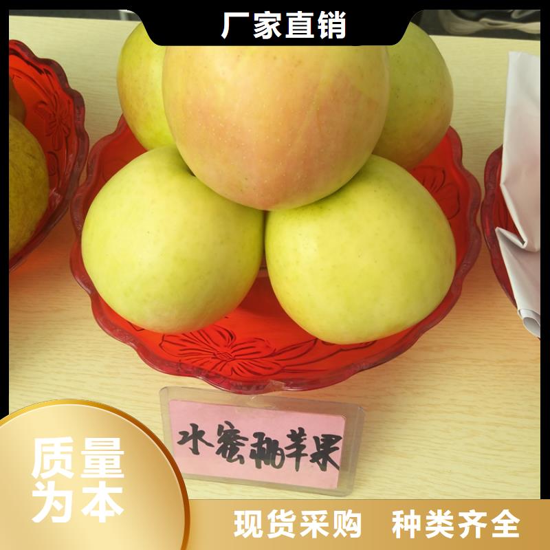 蘋果蘋果苗老客戶鐘愛