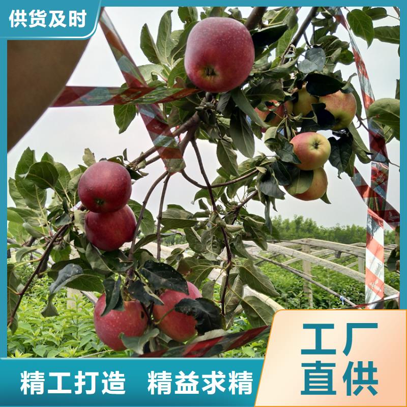 苹果,【蓝莓苗】价格有优势