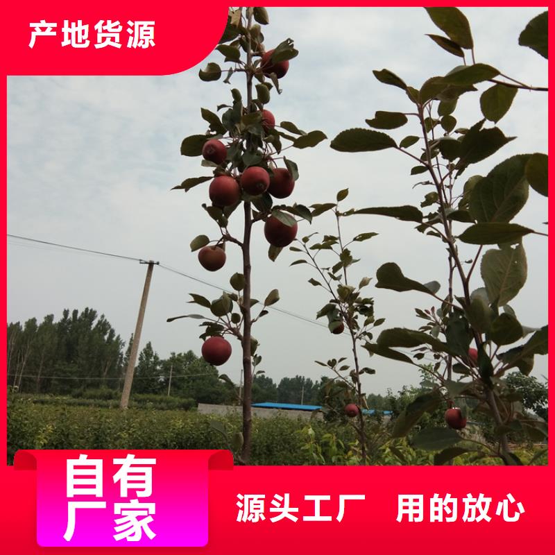 蘋果無花果苗價格地道