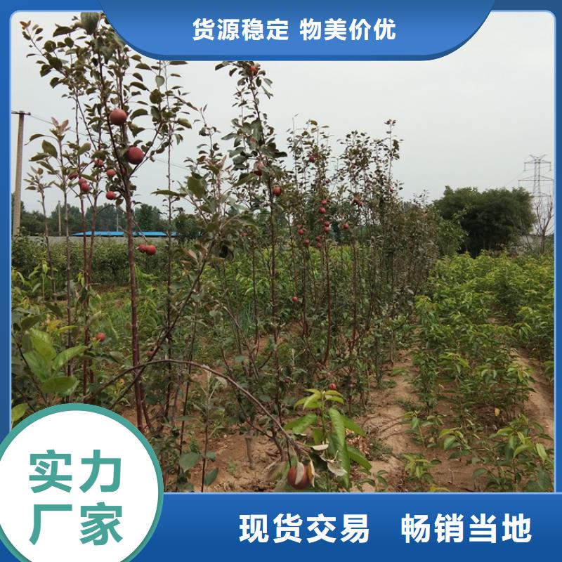 蘋果,西瓜苗用品質(zhì)贏得客戶信賴