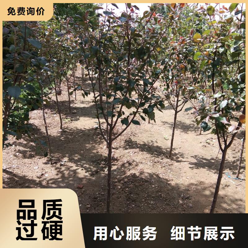 蘋果【藍莓苗】品質保證