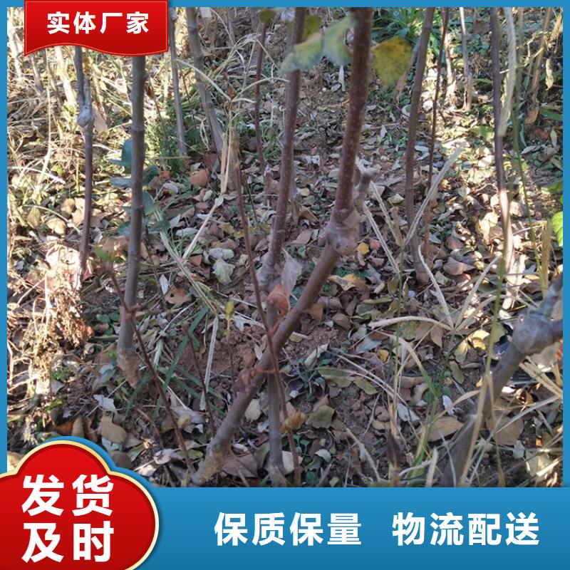 【苹果】玛瑙红石榴苗发货迅速