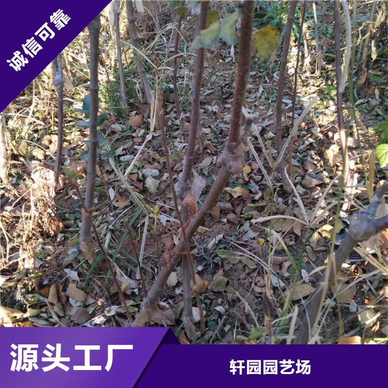 蘋果北美冬青多種規格庫存充足