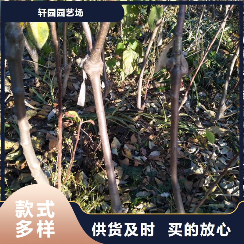 蘋果_【無花果苗】無中間商廠家直銷