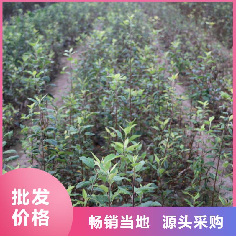 蘋果-紅石榴苗基地一對一為您服務