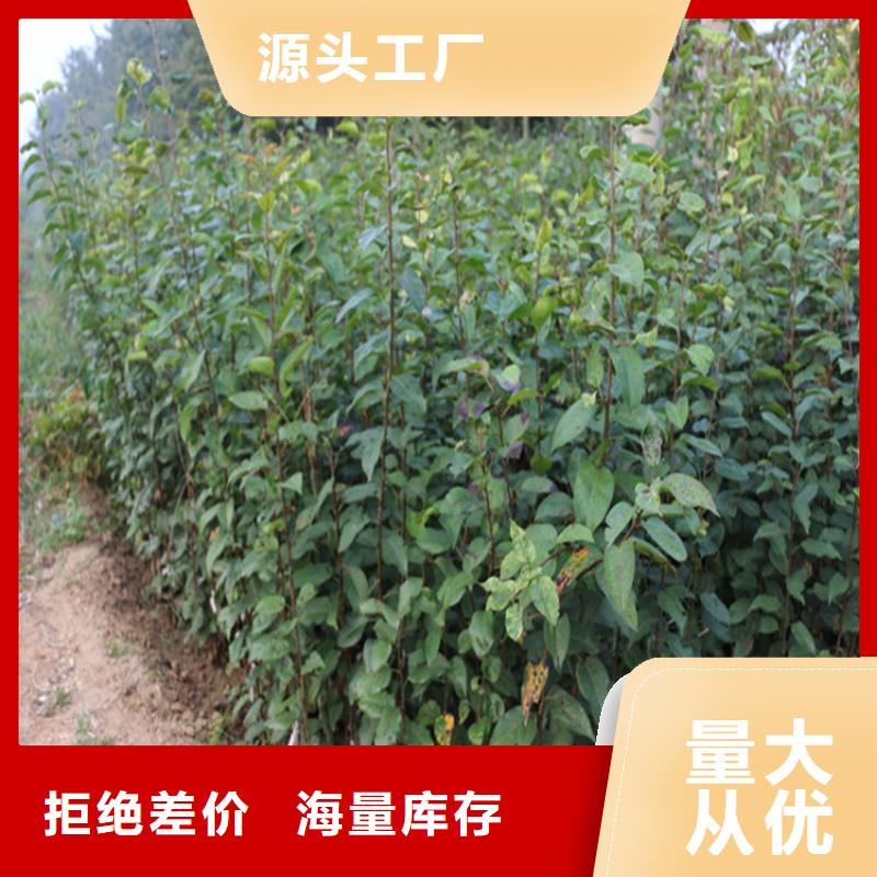 【蘋果櫻桃苗海量貨源】