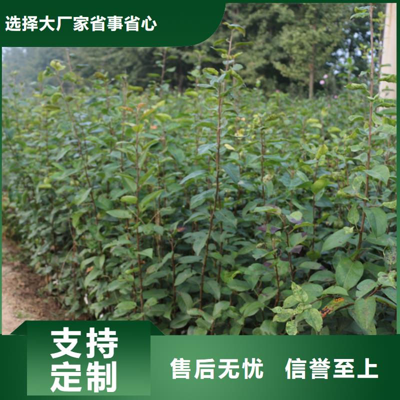 苹果【蓝莓苗】质量检测