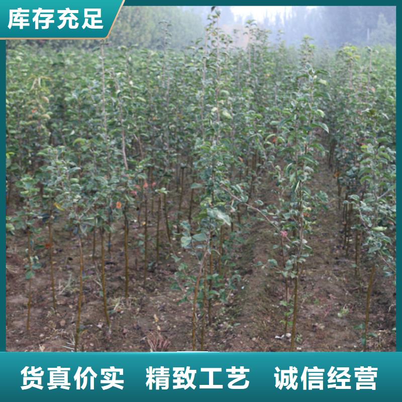 苹果苹果苗厂家直销售后完善