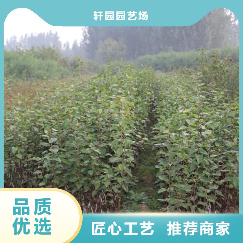 蘋果奶油草莓細(xì)節(jié)展示