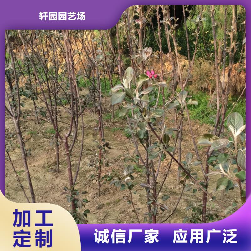 蘋果,櫻桃苗源頭工廠量大優惠