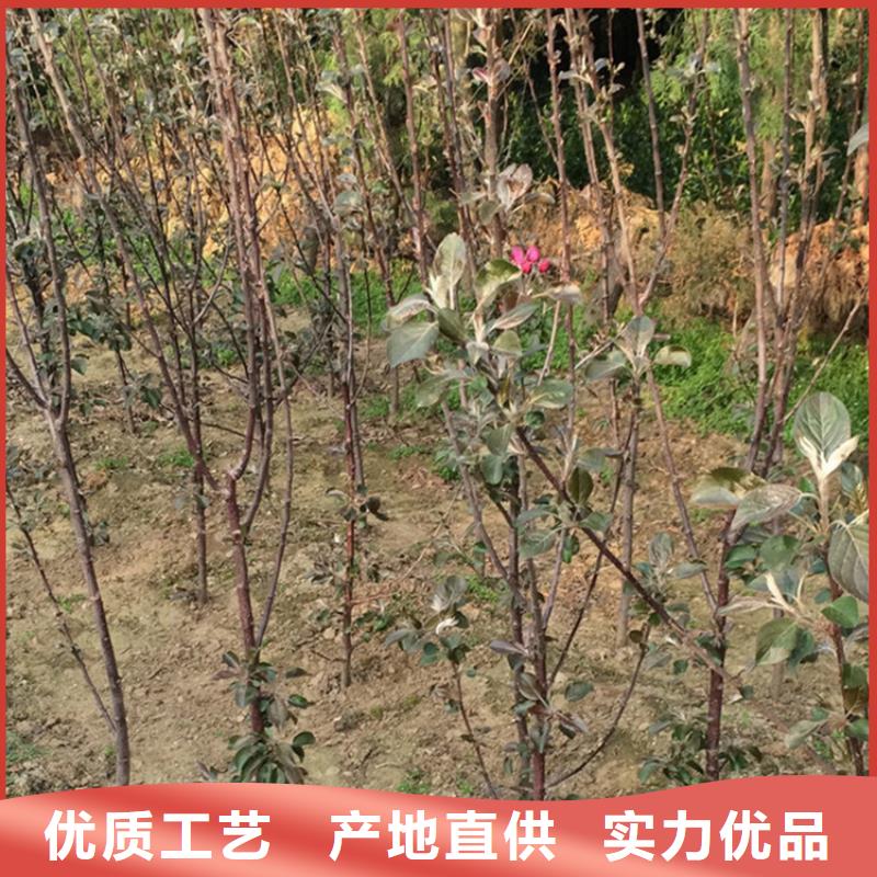 【蘋果】無花果苗用途廣泛