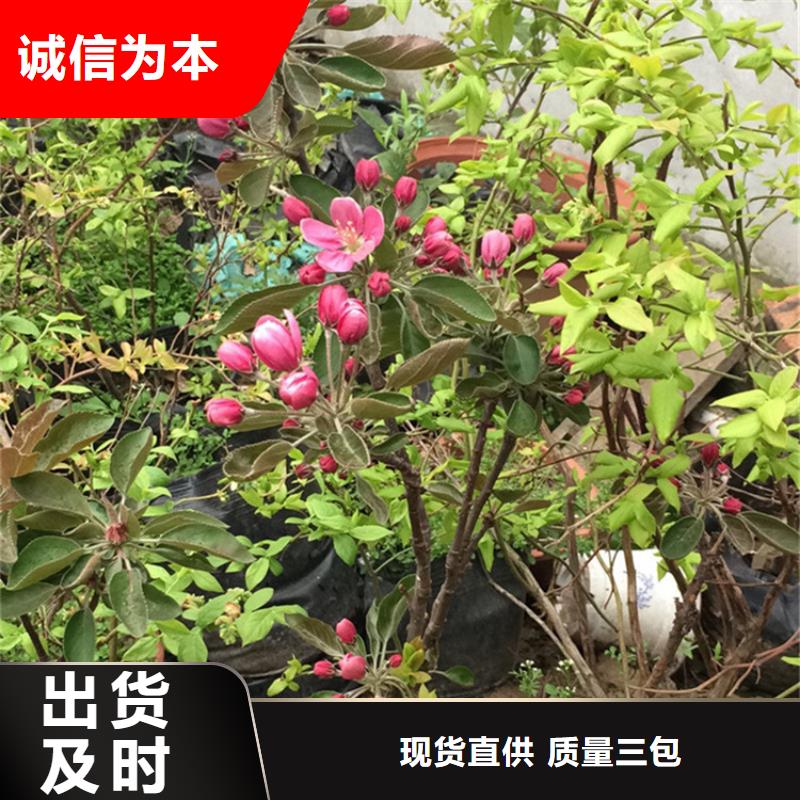 【苹果樱桃苗海量货源】