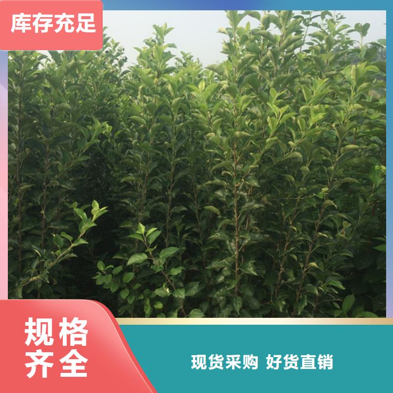 蘋果蘋果苗貨源充足