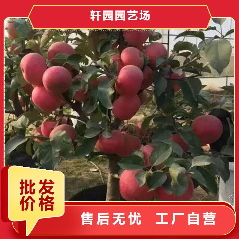 蘋果【藍莓苗】品質(zhì)保證