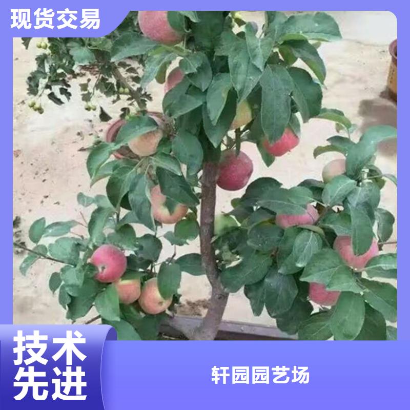 苹果【蓝莓苗】质量检测