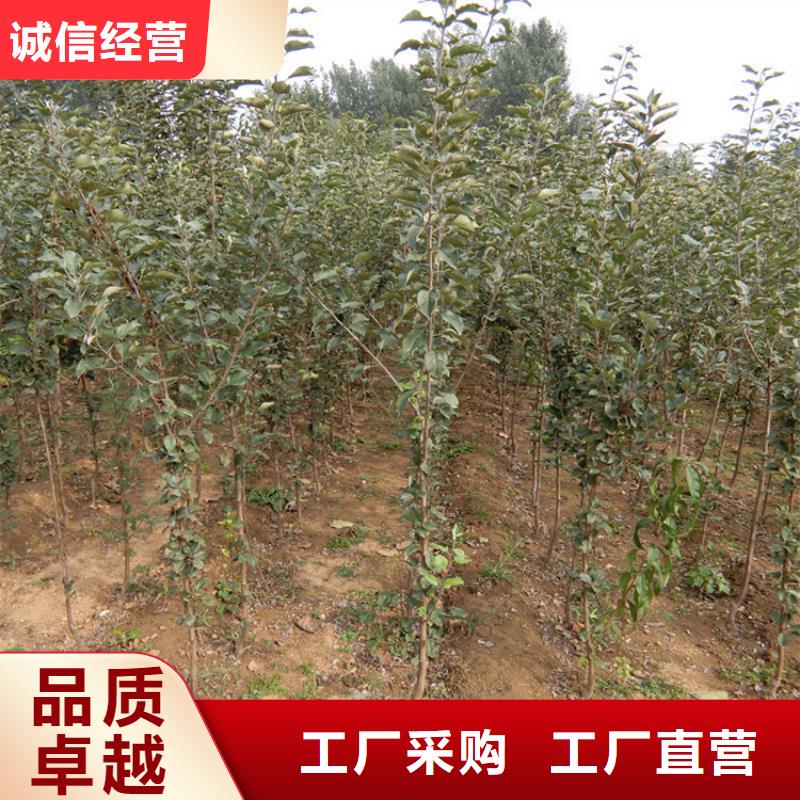 蘋果,西瓜苗用品質(zhì)贏得客戶信賴