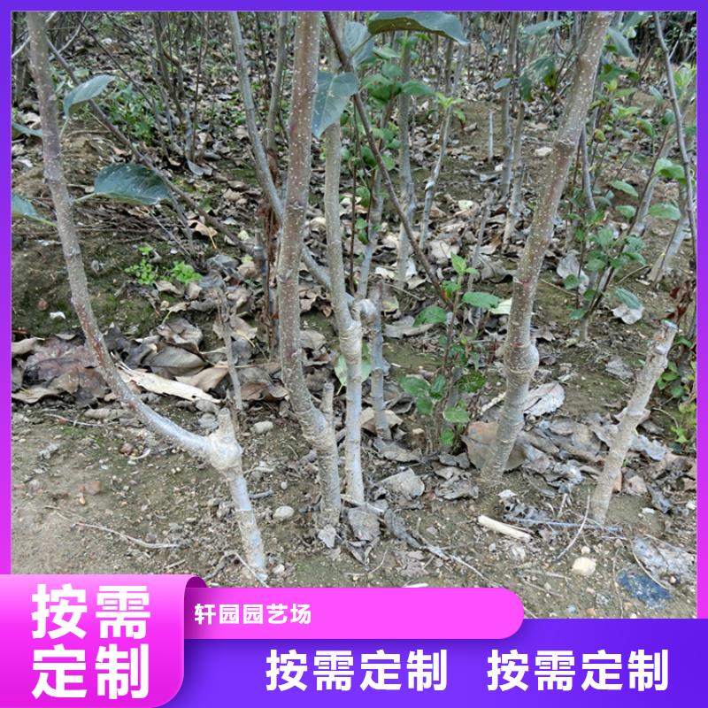 苹果,樱桃苗海量库存